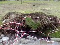 Pino secolare abbattuto a Reggio Calabria (terza puntata Pino secolare abbattuto a Reggio Calabria (terza puntata
