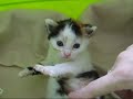 Spelen met Sweet Amber Spelen met Sweet Amber