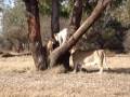 videos de Lion-cub