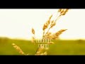Psylocibe Cubensis (parte 1)
