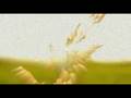 Psylocibe Cubensis (parte 1)