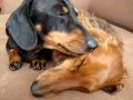 Poppy & Harry dachshund love :)