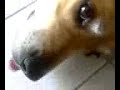 my dog cyble