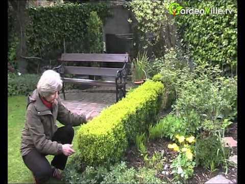 how to transplant english box hedge