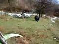 videos de kokica pa ja uz livadu na goranima