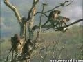 Monkey Nut Grab