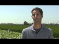 Do You Know How Your Celery Is Grown?
