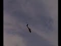 aerobatic helicopter