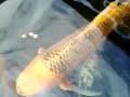 Koi pond.3gp
