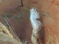 rattlesnake lunch