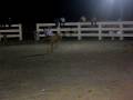 videos de toro de gus moreno