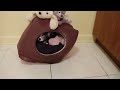 Cute Chihuahua Puppy Daydreaming
