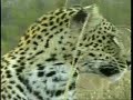Karula Karula
