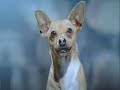 more_beverly_hills_chihuahua_now_with_viral