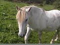 Great White Horse - Pierre Lacroix Great White Horse - Pierre Lacroix