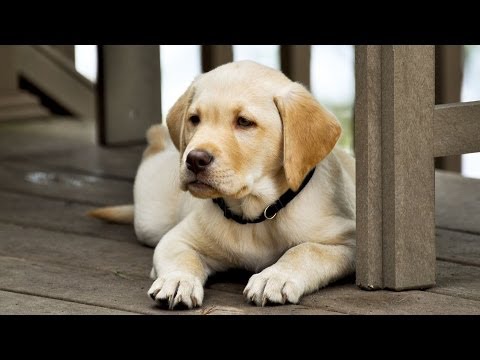 how to cure diarrhea in a puppy