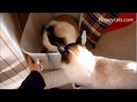 NVR Miss Litter Box Review 0 NVR Miss Litter Box Review