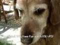 A Doggy Day