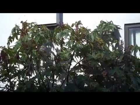 how to care for xerophytes