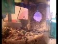 baby-hamsters-first-steps.html