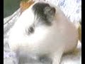 qui avevo appena portato a casa Bruko (cavietto a pelo lungo) che era messo male poverino, dopo una buona alimentazione e cure è venuto su anche lui che è una meraviglia :)
