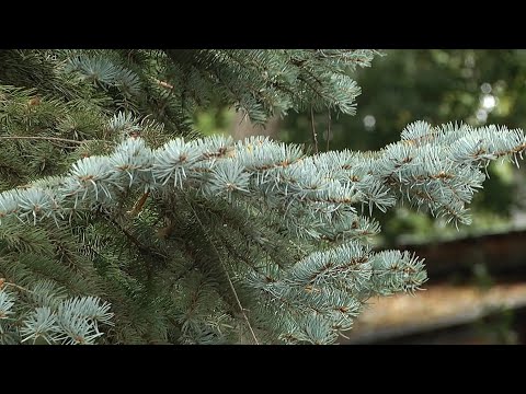 К выходным в Беларуси станет теплее видео