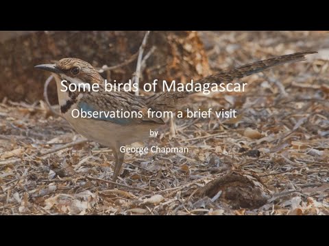 <p>Some Birds of Madagascar</p>
 video thumbnail
