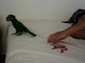 Junior, the Hawkheaded parrot, plays on the bed