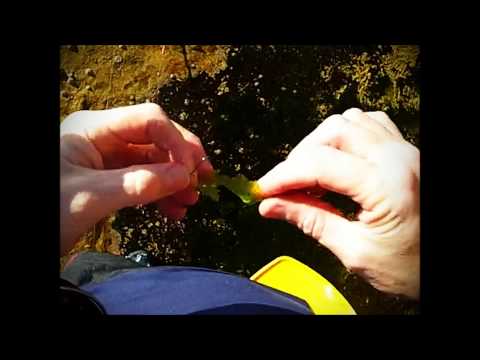 how to half hitch bait