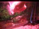 horn fish