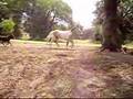 Bashkir Curly Mare