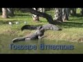 Tales from the Glades: Roadside Attractions