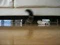 ソファの下で遊ぶねこ。