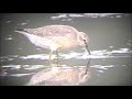 Red Knot Red Knot