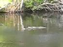 Alligator River gator