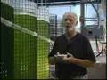 Marine Phytoplankton