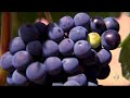 El envero en Bodegas Protos 2012