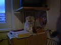 Fighting   cat