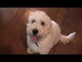 Golden doodle \"Yogi\" Mini Doodle