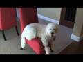 Golden doodle Yogi Mini Doodle