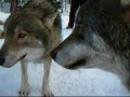 Meeting wolves