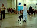 Dobermann / CACIB Sachenchampionat 2009