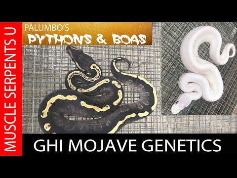 YouTube reptile video