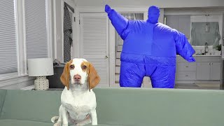 Puppy Dog Dances w/Blue Chub Suit Man: Funny Dogs Indie & Maymo Get New Year's Dance Party Surprise! by Maymo