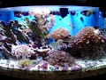 AQUARIO MARINHO 