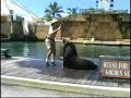 Sea World Quest For The Golden Seal Part 1 Goldenseal