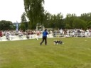 Dogfrisbee Sopot