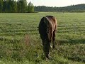 Arska laitumella