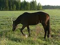 Arska laitumella