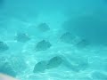 Fish Swimming